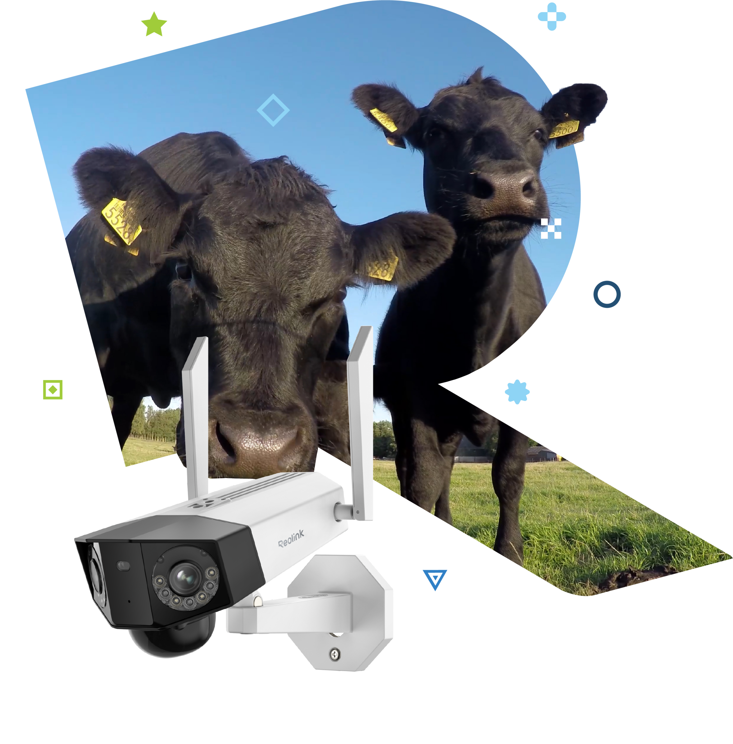 Reolink Camera Cows
